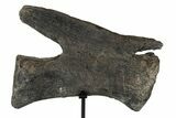 Dinosaur (Diplodocus) Caudal Vertebrae - Metal Stand #77919-1